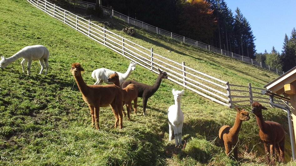 Alpaca Mountain Farm Stelzer in Gasen steiermark